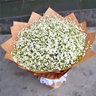 Hạt giống hoa Baby trắng