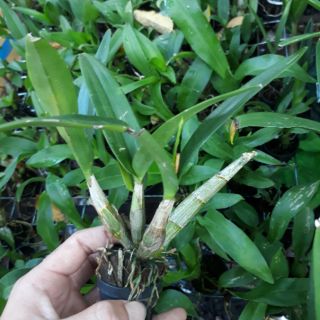 Chóp enobi cây trưởng thành