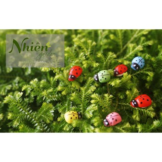 [HÌNH THẬT] SET 10 BỌ CÁNH CỨNG - Phụ kiện Terrarium Đà Lạt