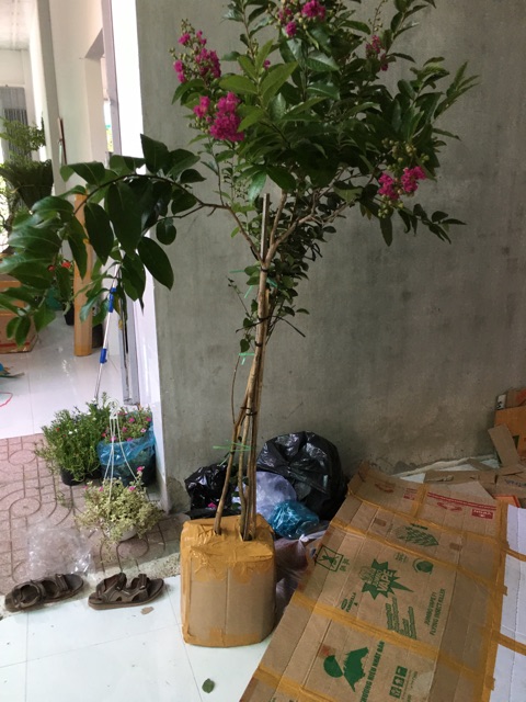 Cây bằng lăng thái thân tree ,cao 2 m