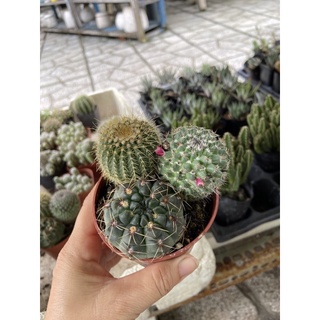Xương rồng bộ ba