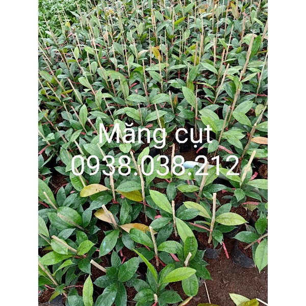 CÂY MĂNG CỤT BẾN TRE