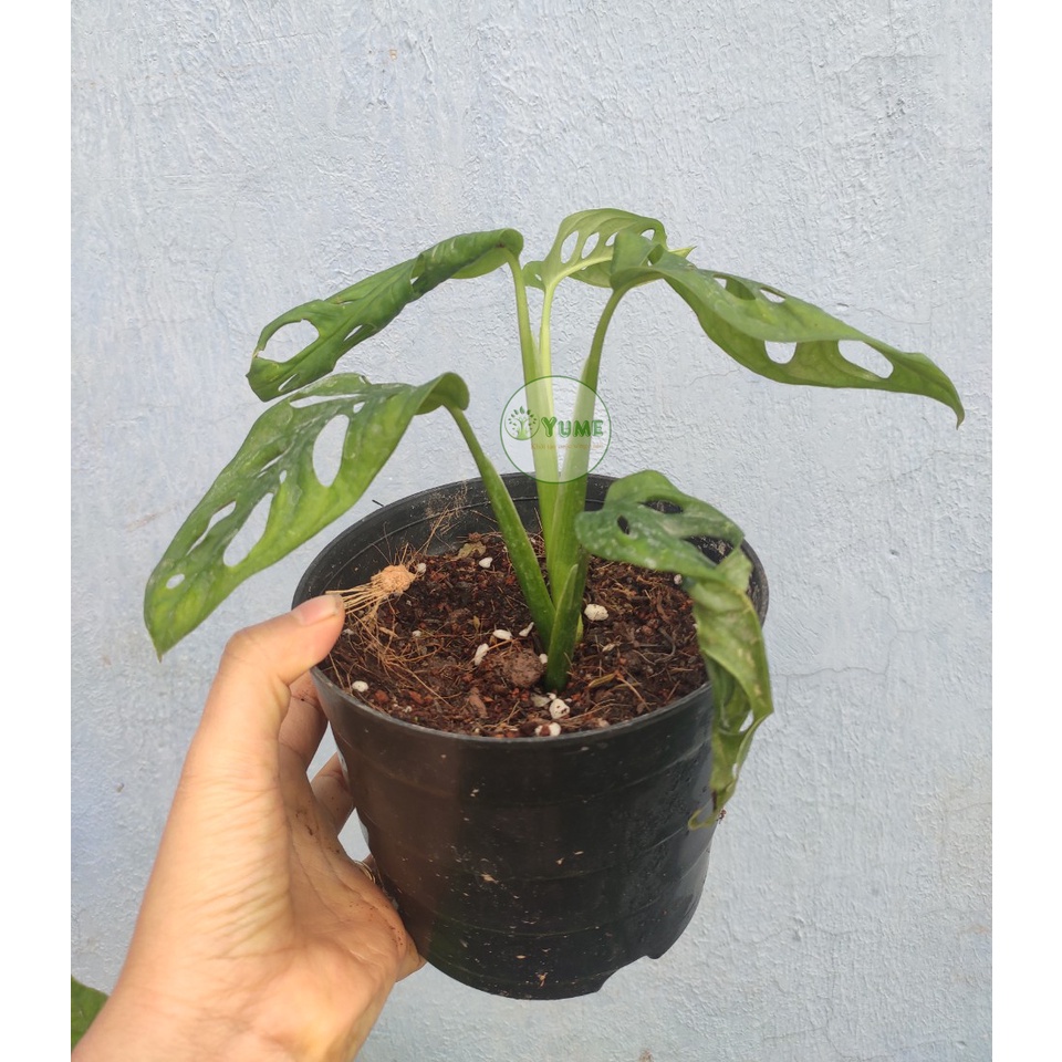 Cây  Monstera Adansoni  cây lá kiểng trang trí ban công, nhà cửa đẹp - xanhshop22