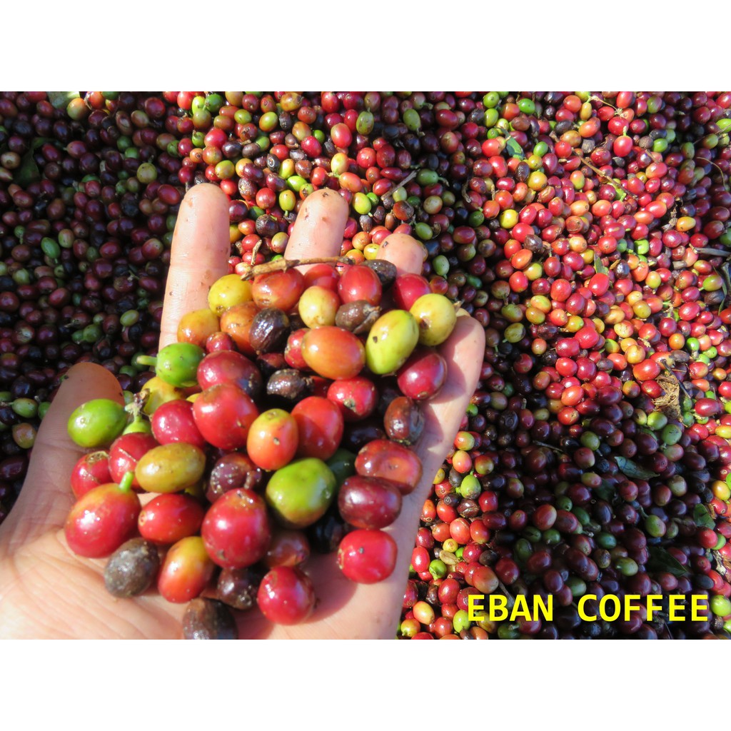 Miễn phí cước 5kg Cà phê nguyên chất hữu cơ Eban.Rang mộc. Bột hoặc Hạt pha máy | BigBuy360 - bigbuy360.vn