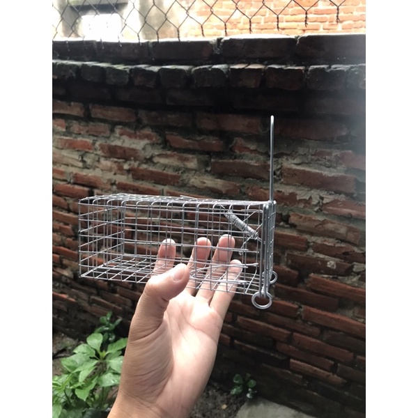 Lồng Chuột Đường Mòn