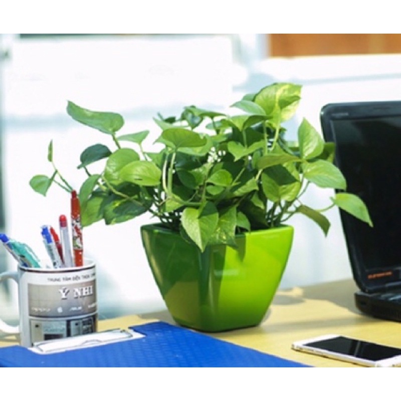 Dây Trầu Bà treo phong Thuỷ mệnh Kim