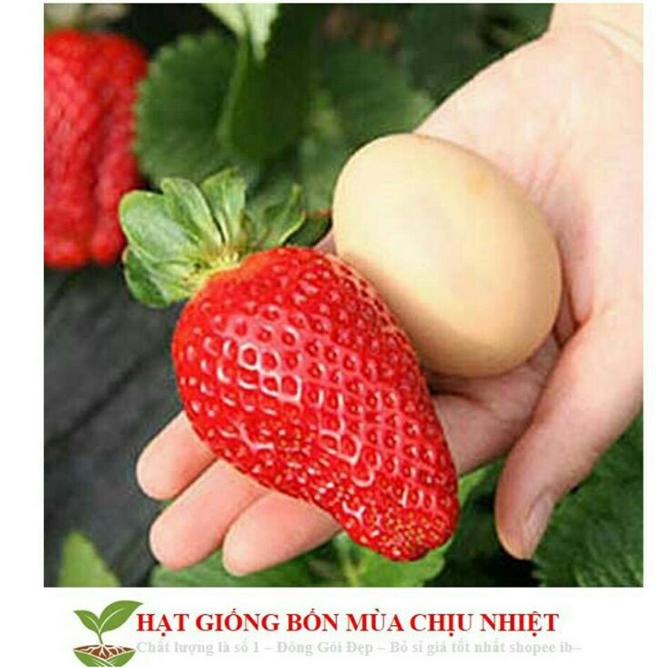 Hạt giống Dâu tây Đen, đỏ, trắng, vàng 50 Hạt - tặng kèm kích mầm rễ nhanh F1