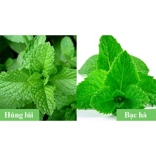 100H - HẠT GIỐNG RAU BẠC HÀ