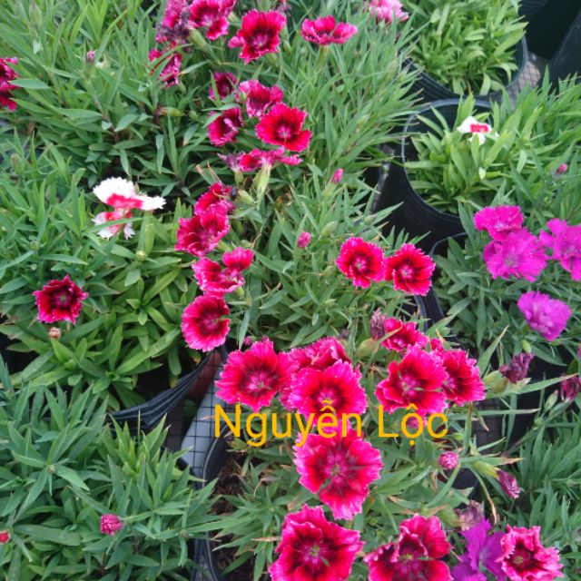 Cây hoa cẩm nhung