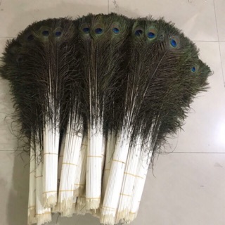 combo lông công của khách đặt