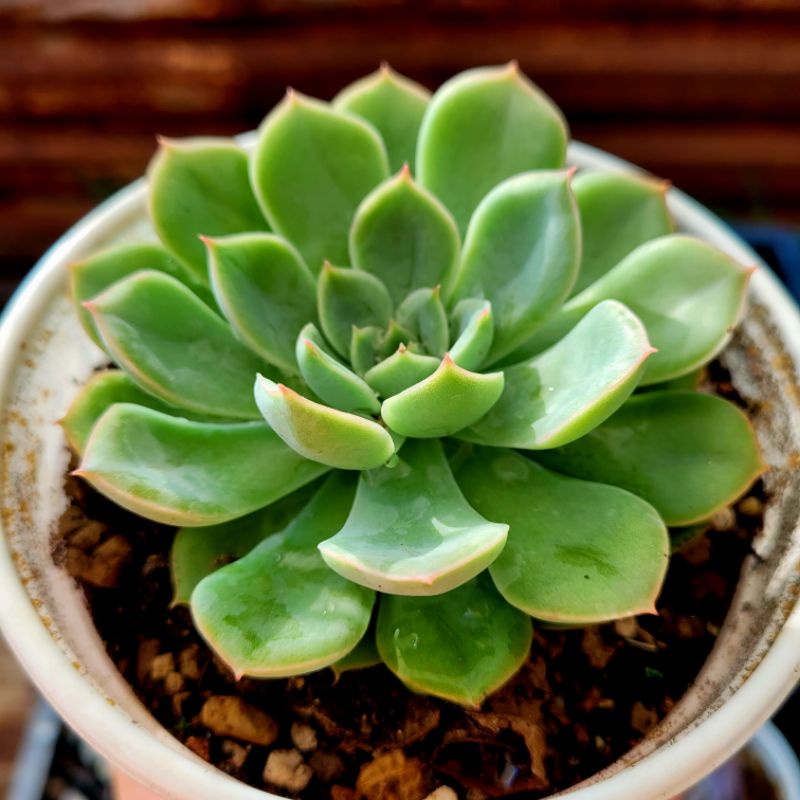 Sen đá đài liên trắng