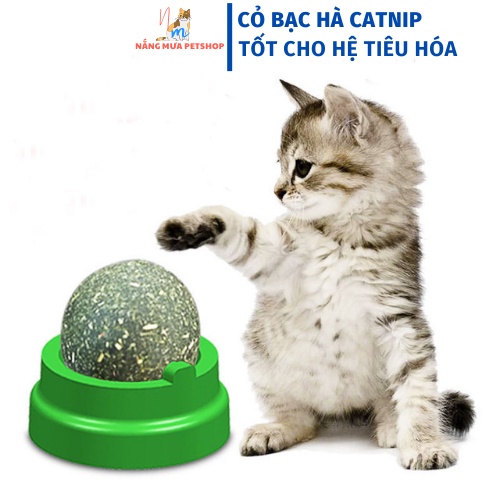 Catnip, cỏ mèo dán tường, đồ chơi cho mèo xoay tròn