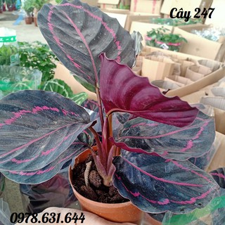 Cây Đuôi công hồng tím ♥️ Cây phong thủy 247 đẹp chuẩn chất lượng cao