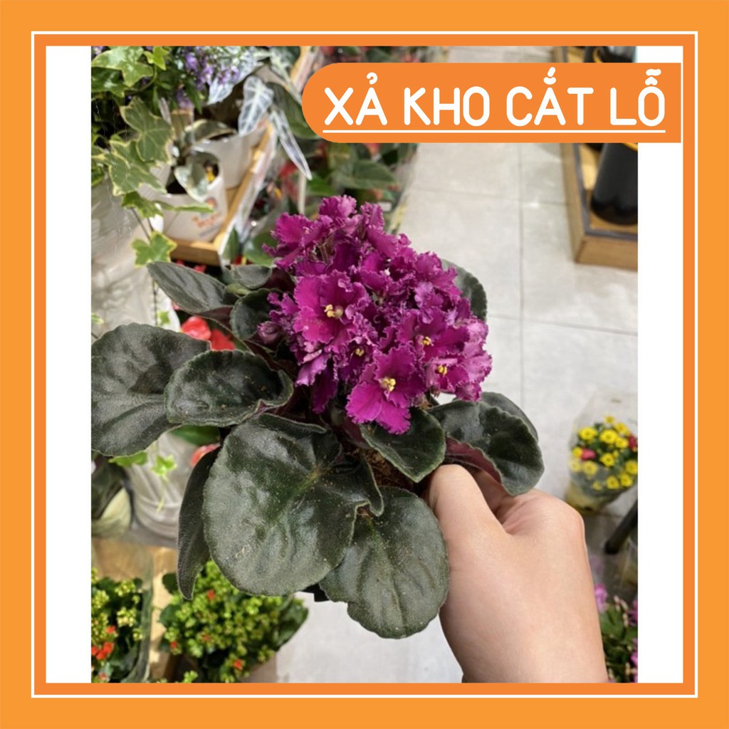 cây tử linh lan( violet châu phi) có kèm video cây