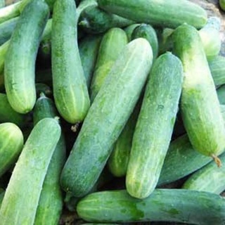 Dưa leo tươi 1kg