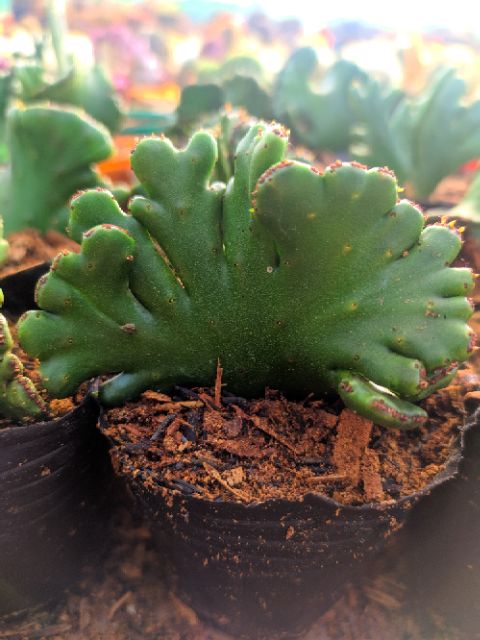 Xương rồng Euphorbia crest