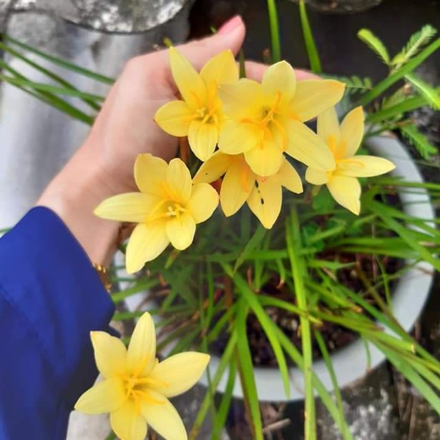 5 củ huệ mưa màu vàng củ to đẹp