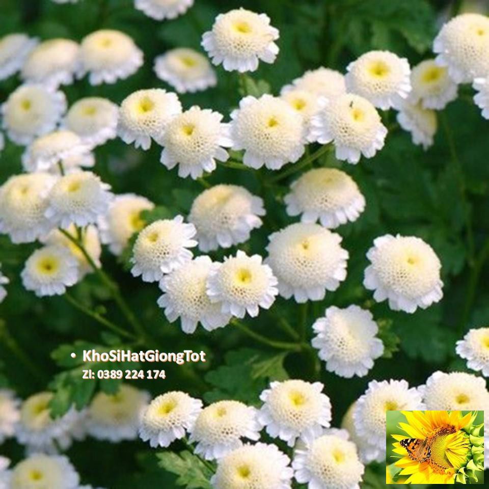 Gói 50 Hạt Giống Hoa Cúc Chi Trắng - 60cm Shasta (Chrysanthemum)