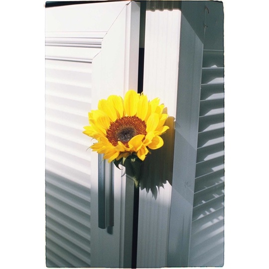 - Film 135  giá rẻ, 24 kiểu, hàng US