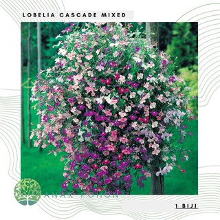 Hạt giống hoa Lobelia erinus Cascade Mix 50H