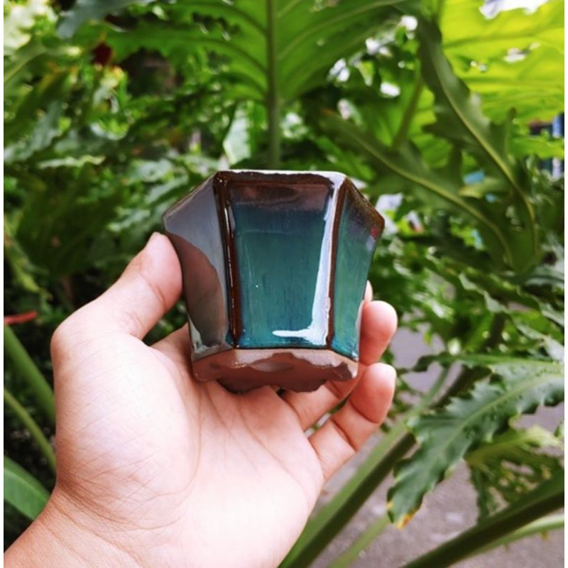Combo 4 chậu bonsai mini