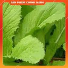 HẠT GIỐNG CẢI CANH LÁ VÀNG CAO SẢN
