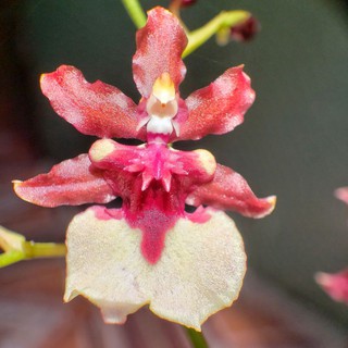 hoa lan vũ nữ chocolate