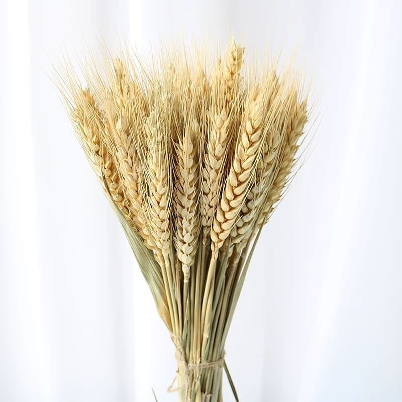 ❤️FREESHIP❤️ 10 cành lúa mạch khô DRIED WHEAT decor siêu bền