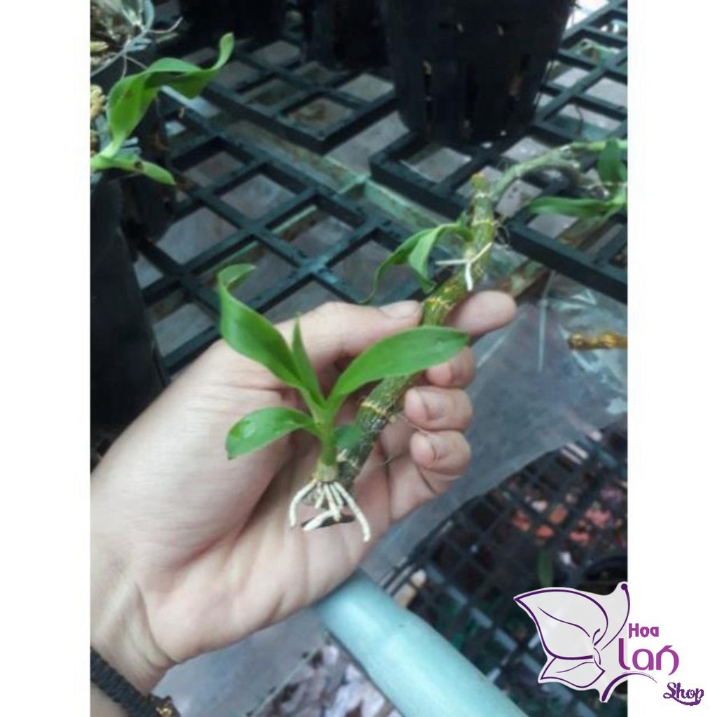 Phong Lan 🍀FREESHIP🍀 Trầm Rừng Tím