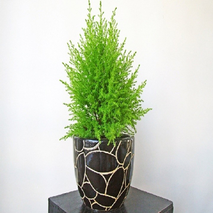 Cây Tùng Thơm, làm decor siêu đẹp