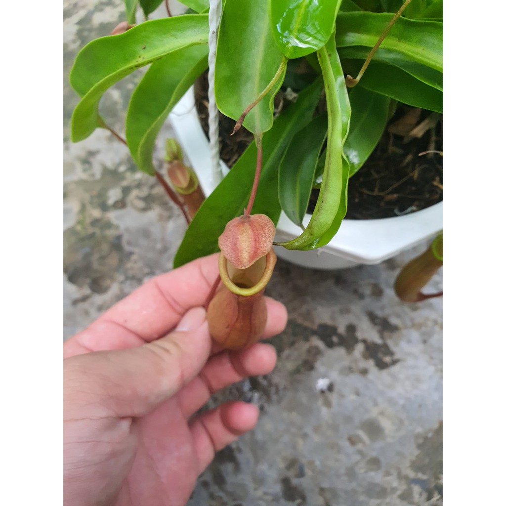 Caykiengsadec cây ăn thịt