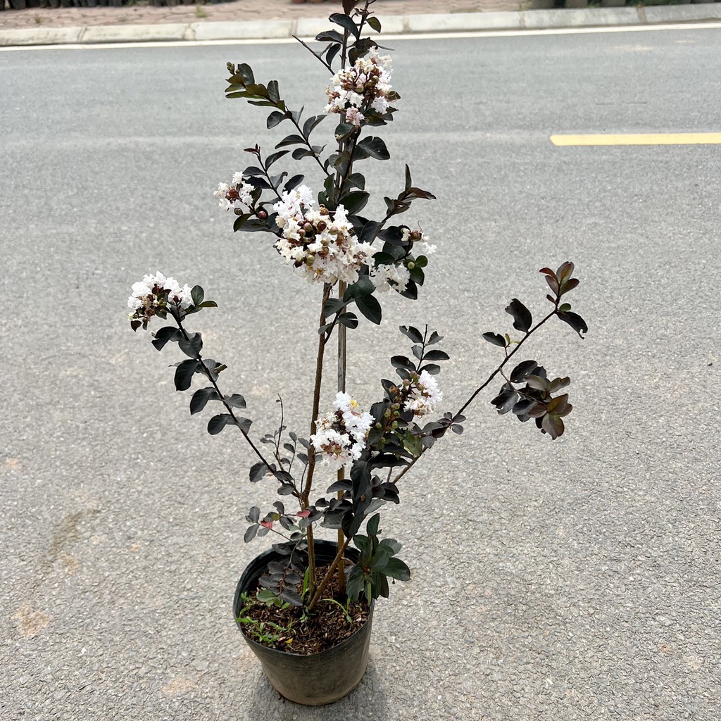 Cây tường vi bạch long lá đỏ hoa trắng - THẾ GIỚI HOA CÂY CẢNH - cao 40cm