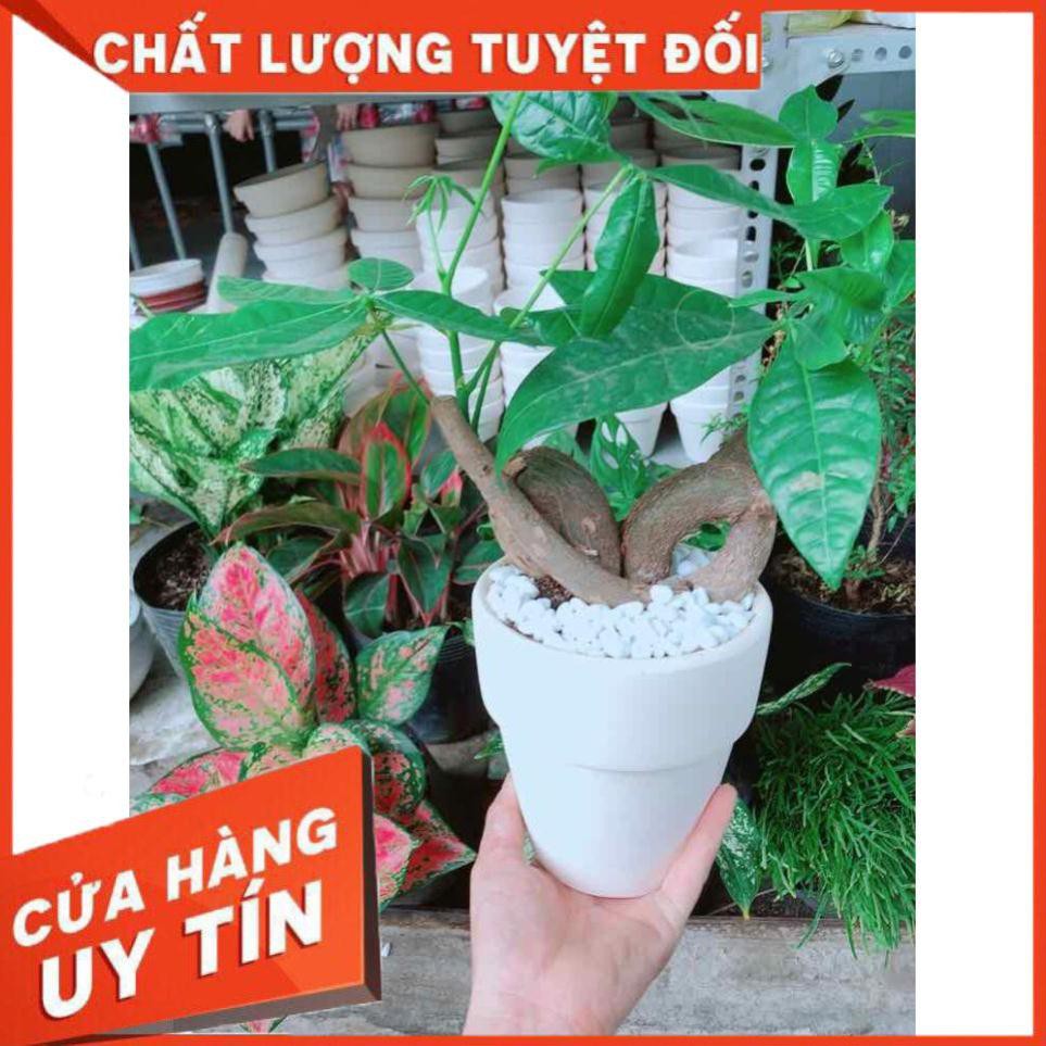 Chậu kim ngân nơ Nhiều Người Mua