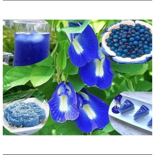 Cây giống hoa đậu biếc kép cây đang hoa và nụ y hình