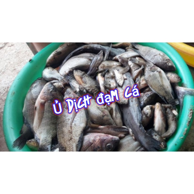 Men vi sinh BIO PHƯƠNG NAM : Chuyên dùng Ủ đạm cá các loại, ủ thức ăn tinh tự chế,....