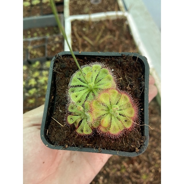 Cây gọng vó Burmannii, drosera Burmannii
