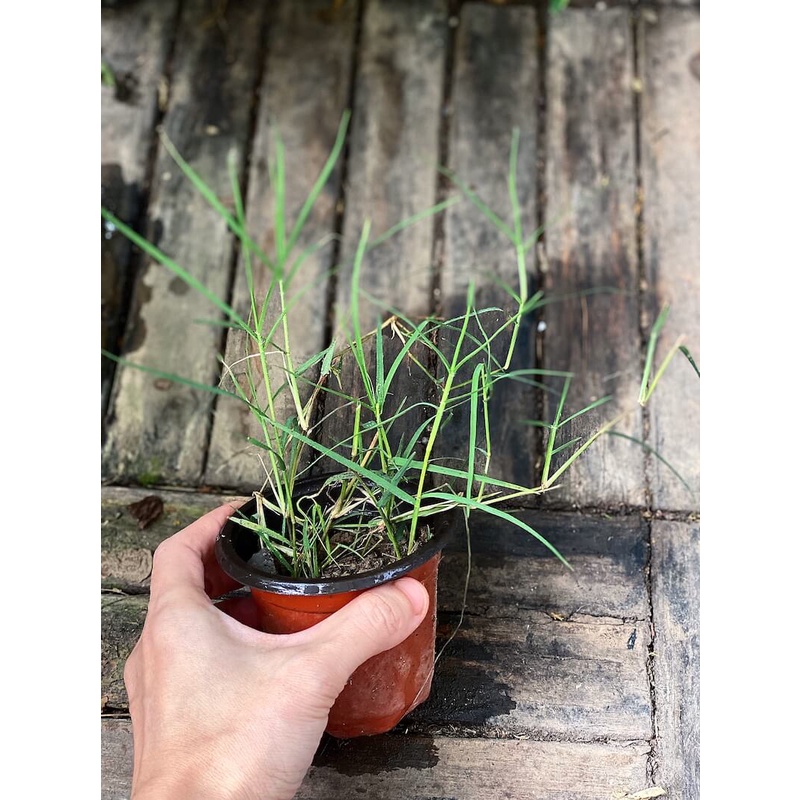 Cây Elymus repens Eurasian Grass (Cỏ Cảnh Á Âu) chậu nhựa 8cm