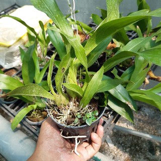 Hoa Lan Vũ nữ Hoàng Hậu
