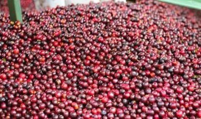 CÀ PHÊ MIX  ĐẶC  BIÊT MIKA (500gr) | BigBuy360 - bigbuy360.vn