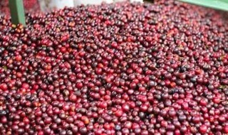 Cafe Mika hạt rang mộc 5kg