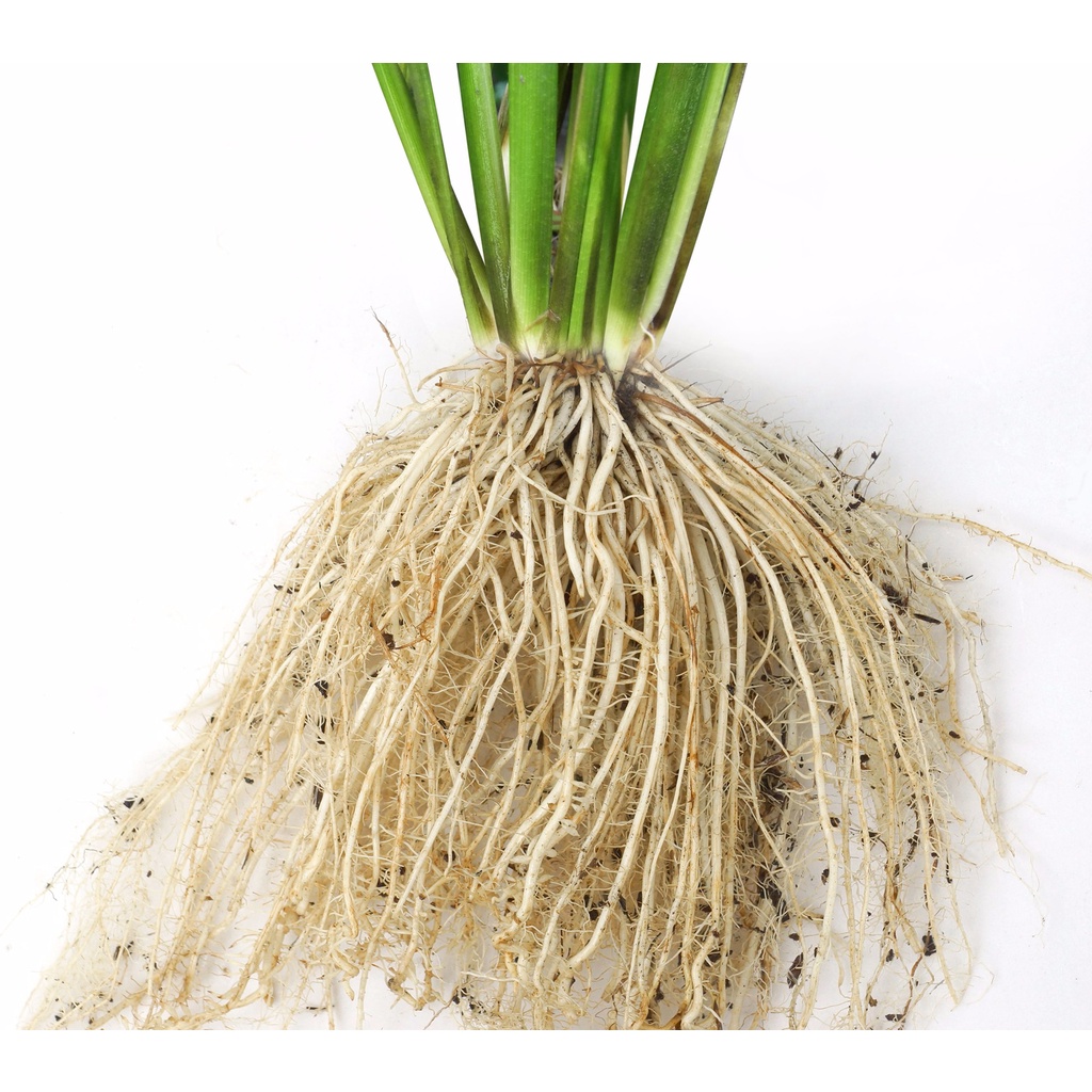 Phân bón lá cao cấp Root 2 - Chai 100ml kích thích ra rễ cực mạnh
