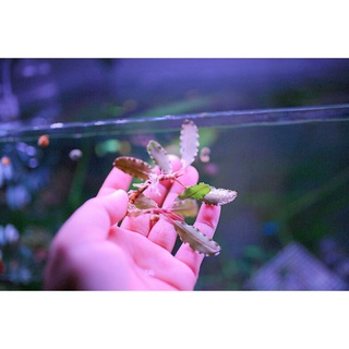 Bucep hàng ngọn điểm hồ (lá cạn)