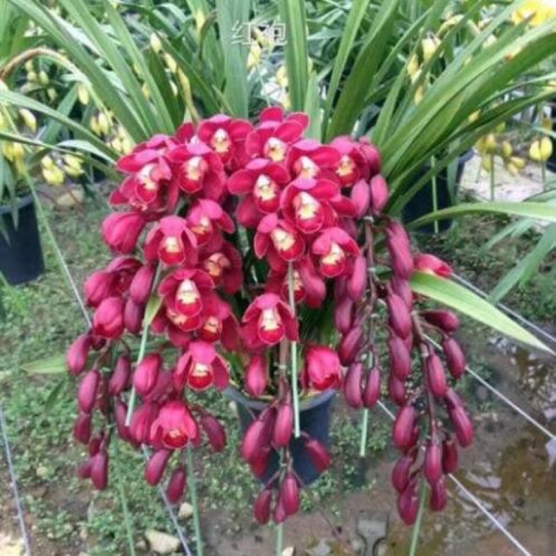 Địa lan Santo Sỉ 5k