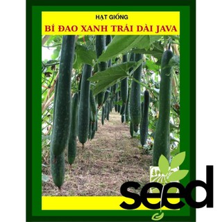 Hạt Giống Bí Đao Xanh Trái Dài F1 Java 0.2 Gram