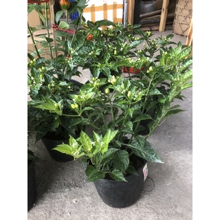 Cây ớt Chiltepin