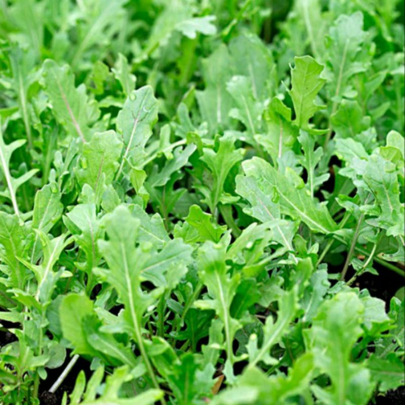 Hạt giống rau thơm Wild Rocket