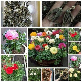 củ giống hoa mao lương (Hồng ri ba tư)