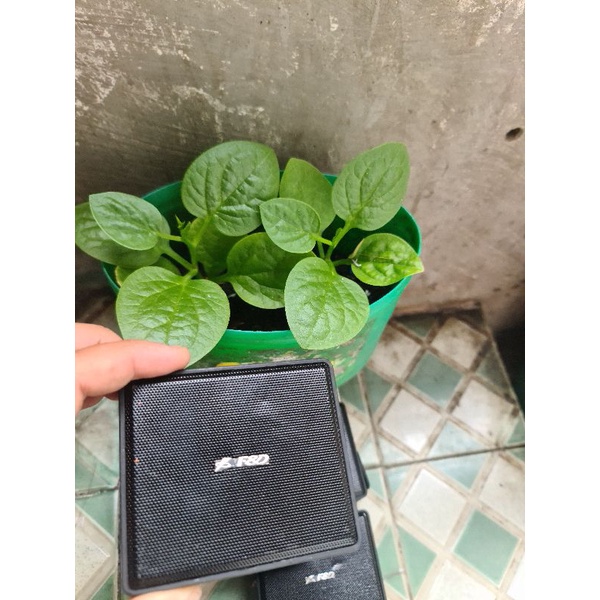 Loa bluetooth  Fenda W5 chính hãng  qua sử dụng 95% có trầy Xước