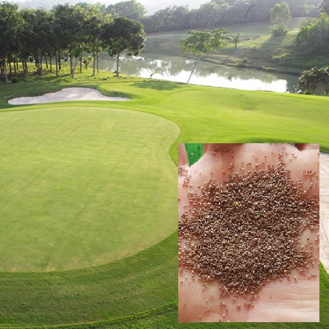 Giống Cỏ Thảm Bermuda - Cỏ Sân Vườn  Cỏ Làm Sân Golf, Sân Bóng