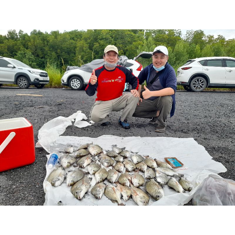 Mồi bột câu cá Tráp ,  nâu , chim,vầu,dìa..